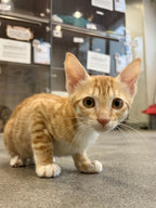 Simba