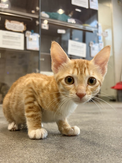 Simba