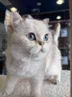 Cotton