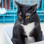 Ying Chun