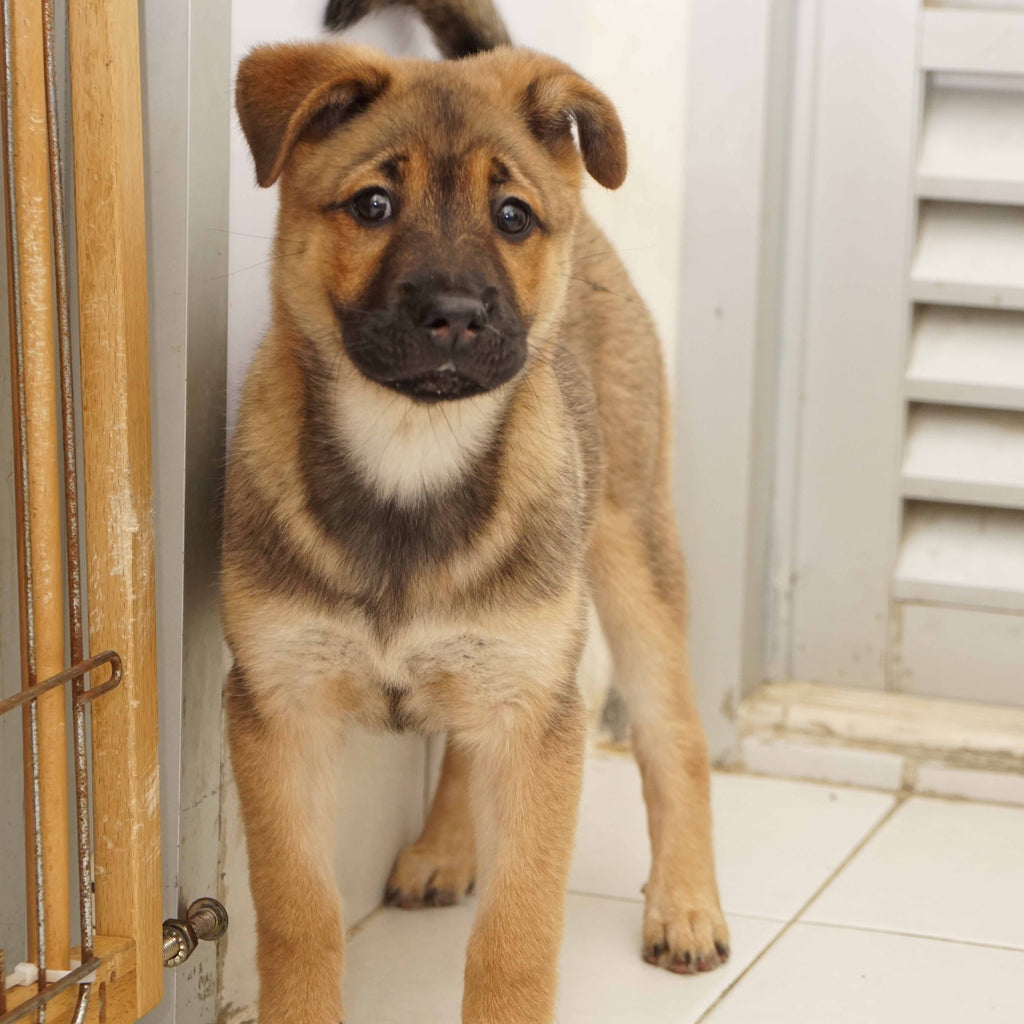 Chocolate