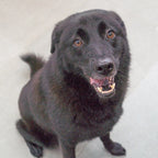 Siu Hak B