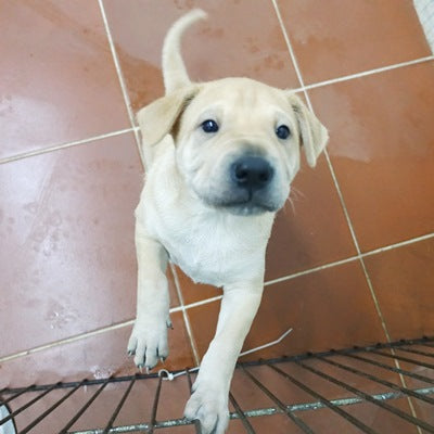Maro