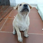 Maro