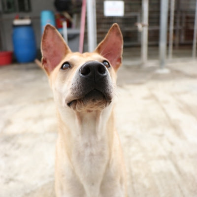 Lulu
