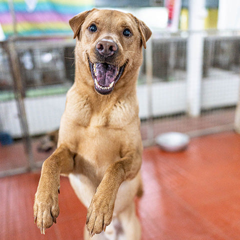 Yoggie