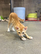 Simba