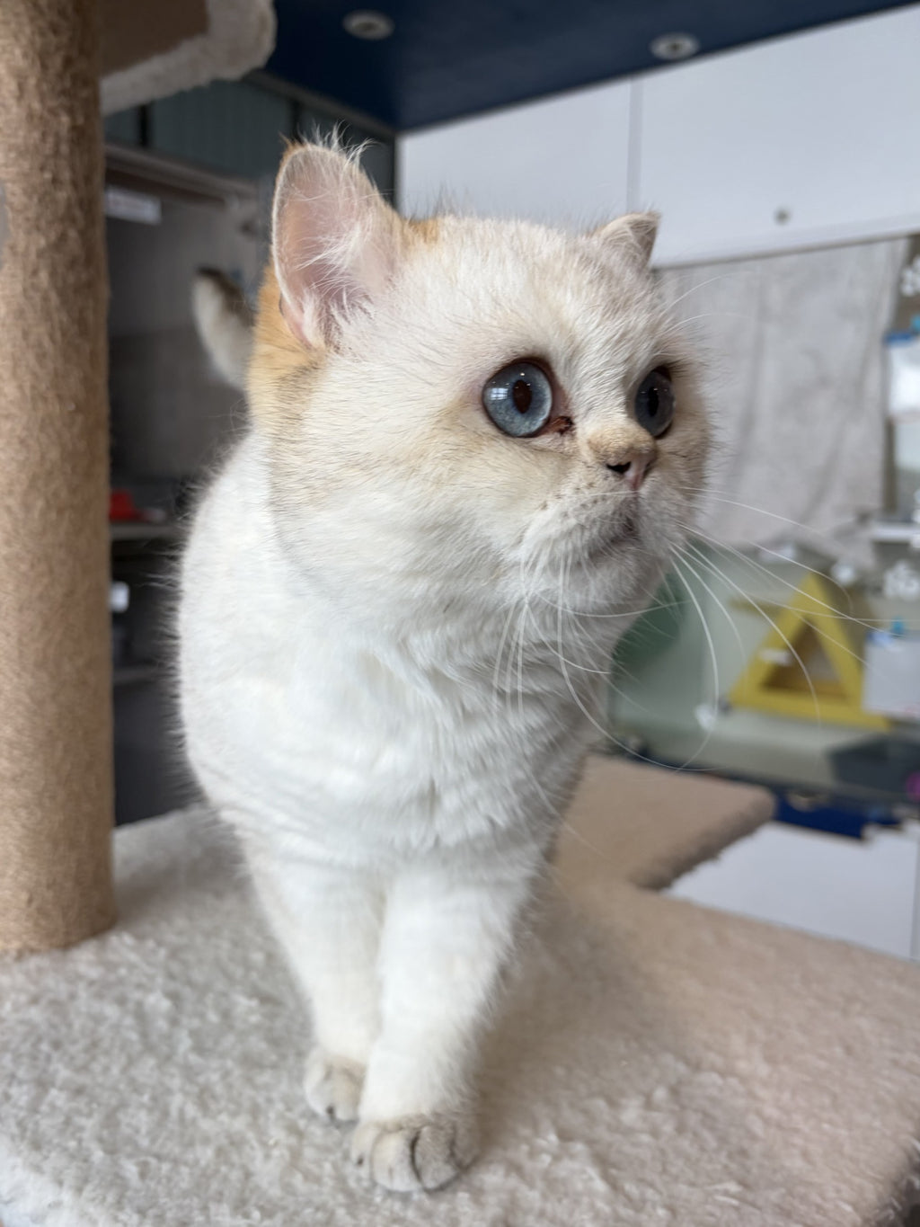 Cotton