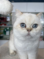 Cotton