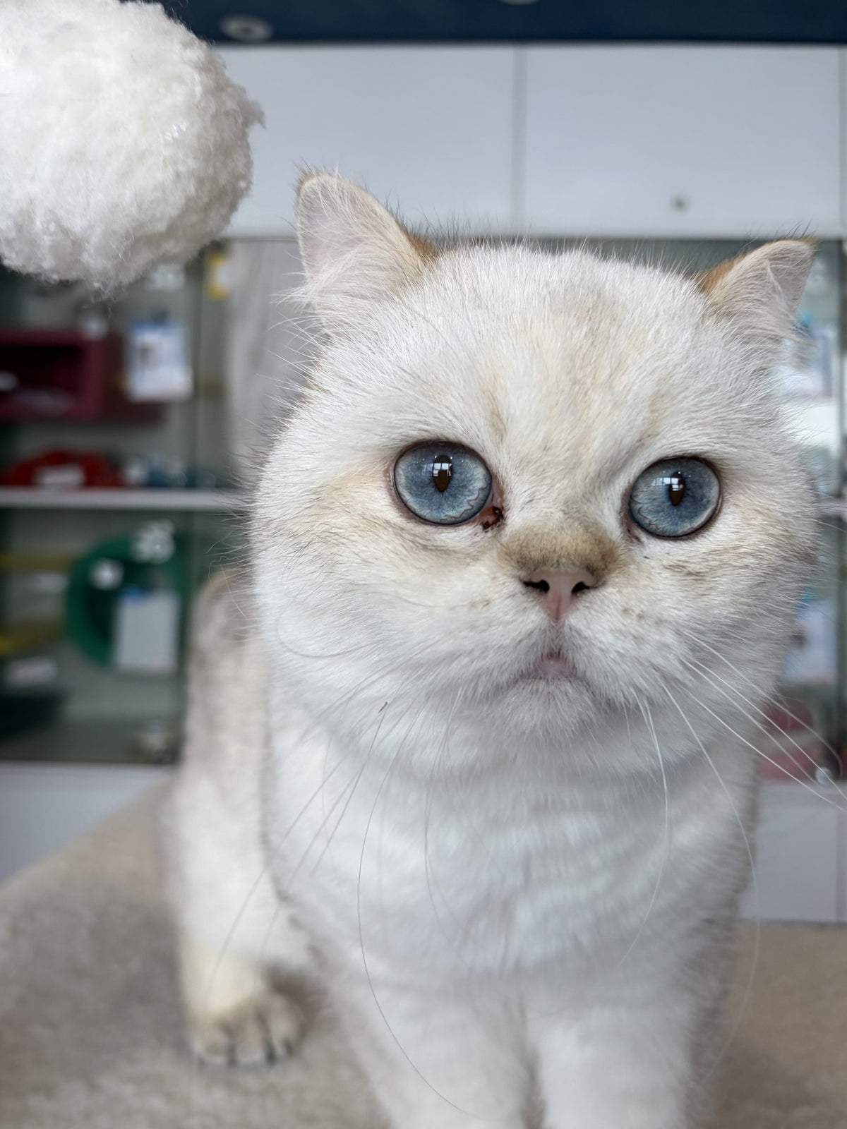 Cotton
