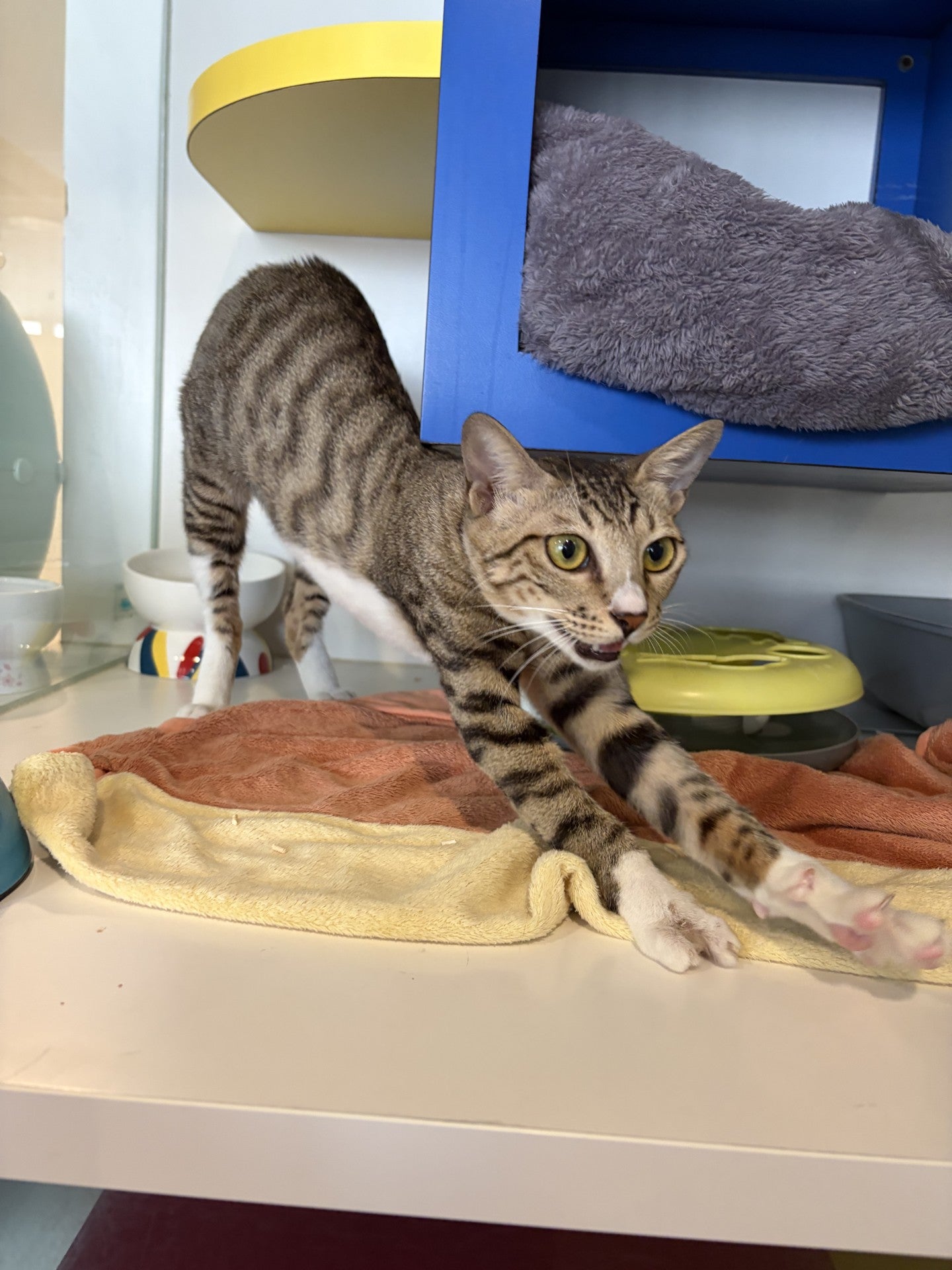 Zoe