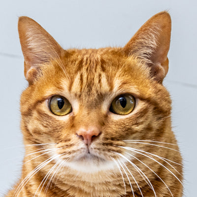 Cooper