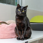 Panther
