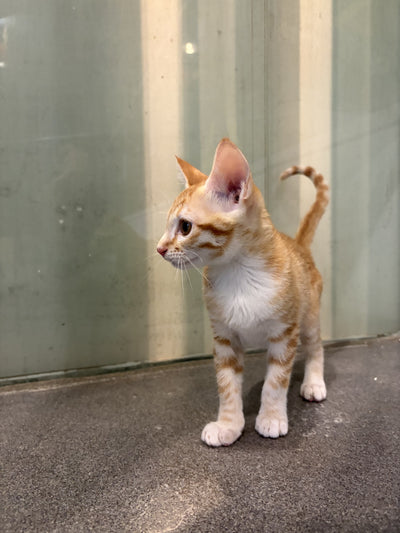 Nala