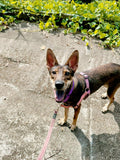 Stacie