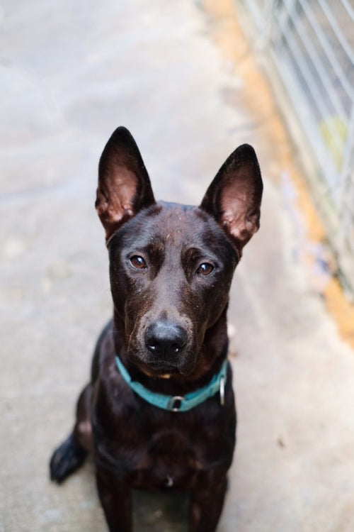 Duke