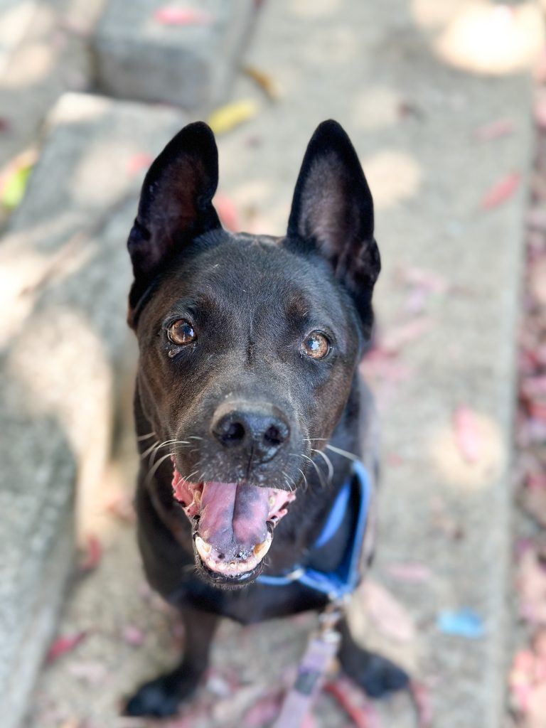 Jet