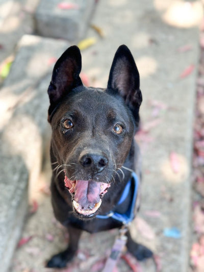 Jet