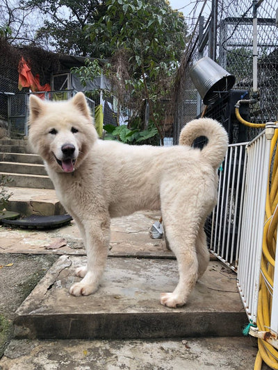 Klondike