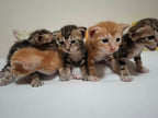 VIC, VINCE, VAL, VERA & VICKY