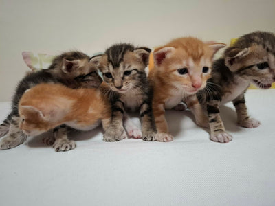 VIC, VINCE, VAL, VERA & VICKY