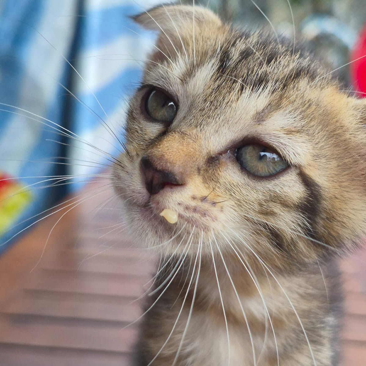 VIC, VAL, & VERA