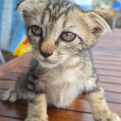VIC, VAL, & VERA