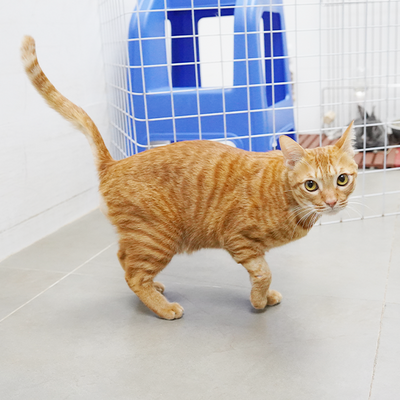 Cooper