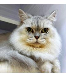 Piccola