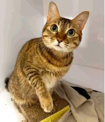 Starla