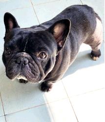 Udo