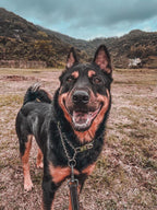 Rocky