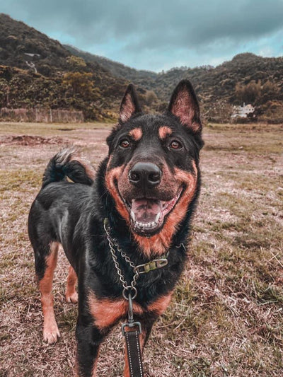 Rocky