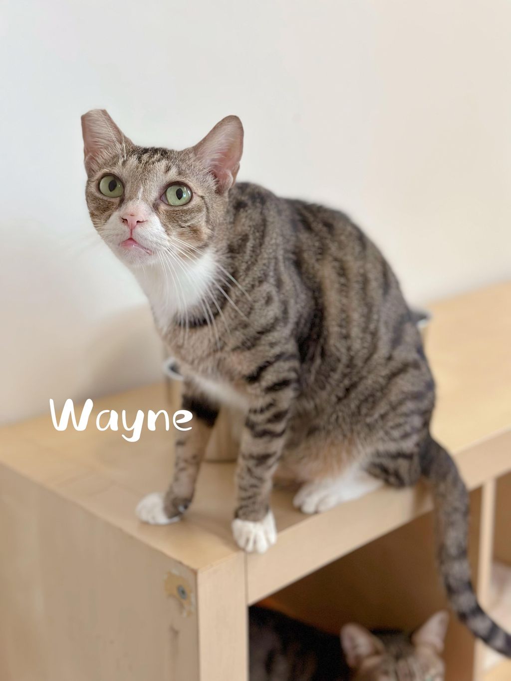 Wayne