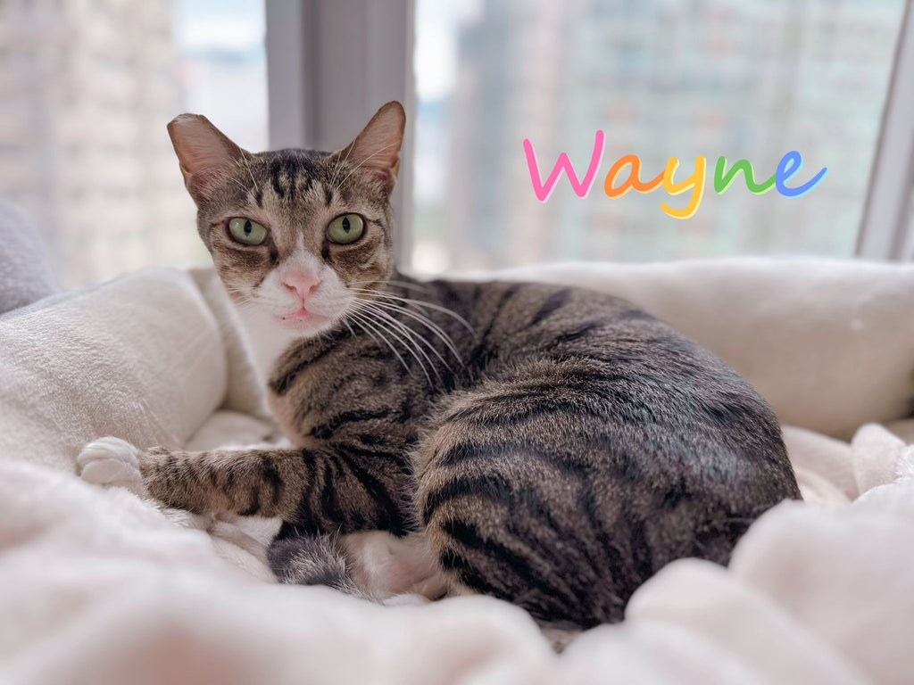 Wayne