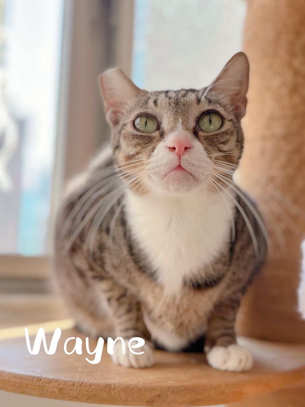 Wayne