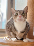 Wayne