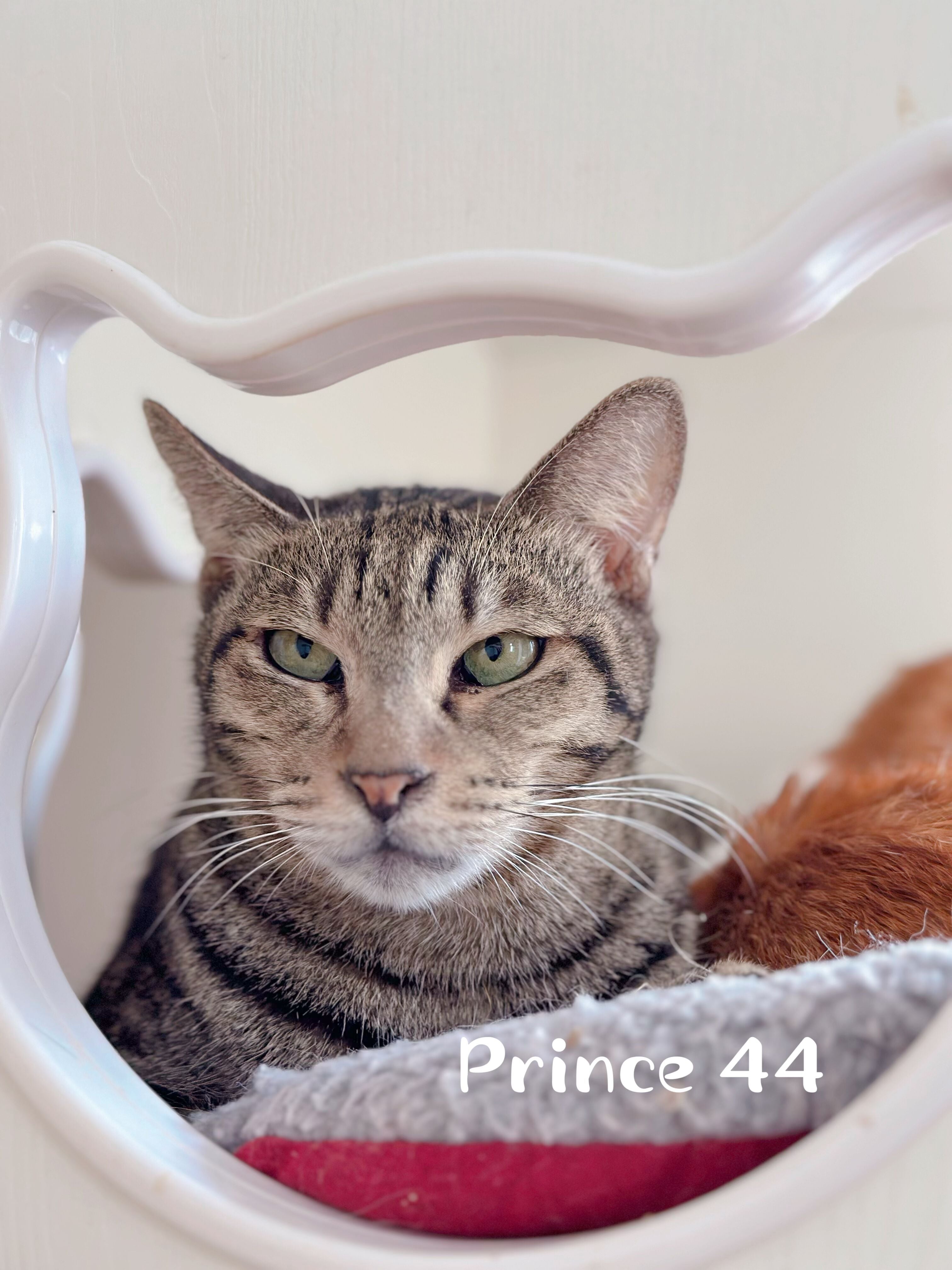 Prince 44