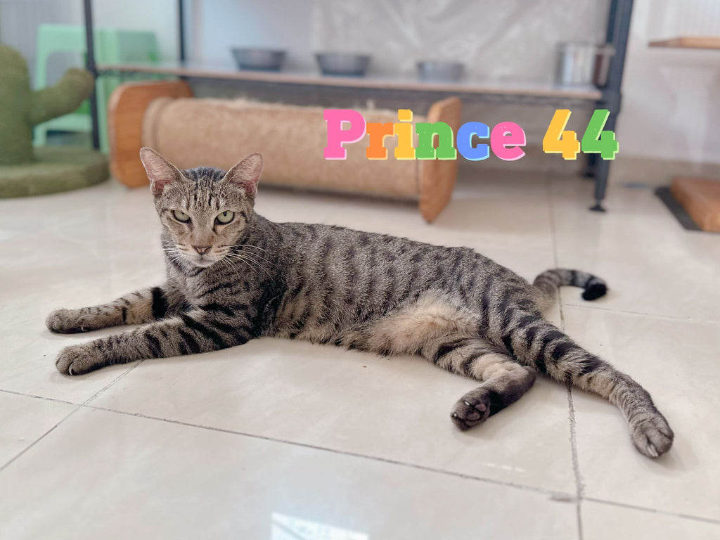 Prince 44