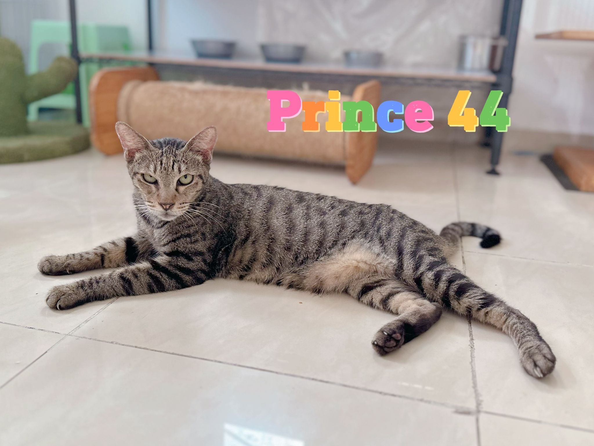 Prince 44