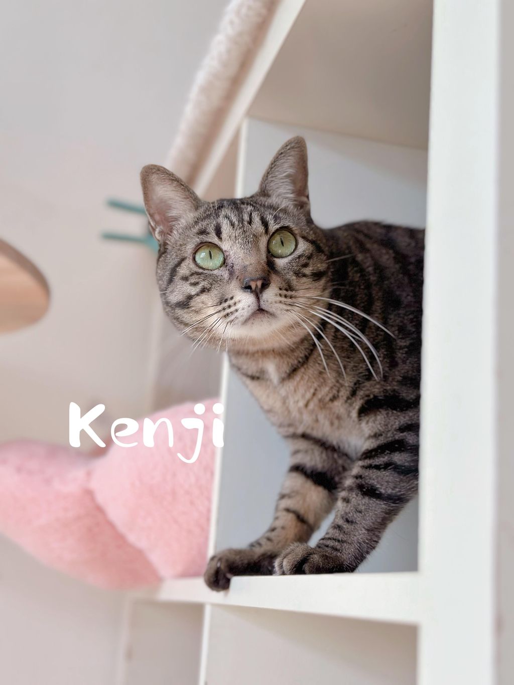 Kenji