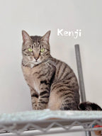 Kenji
