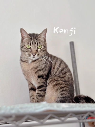 Kenji
