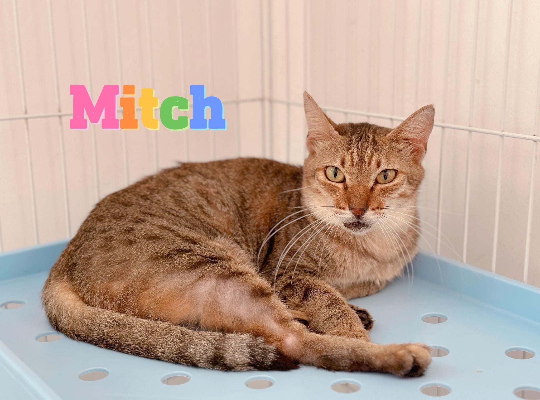 Mitch