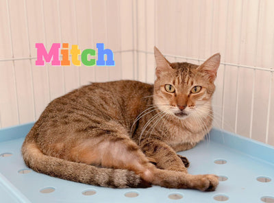 Mitch