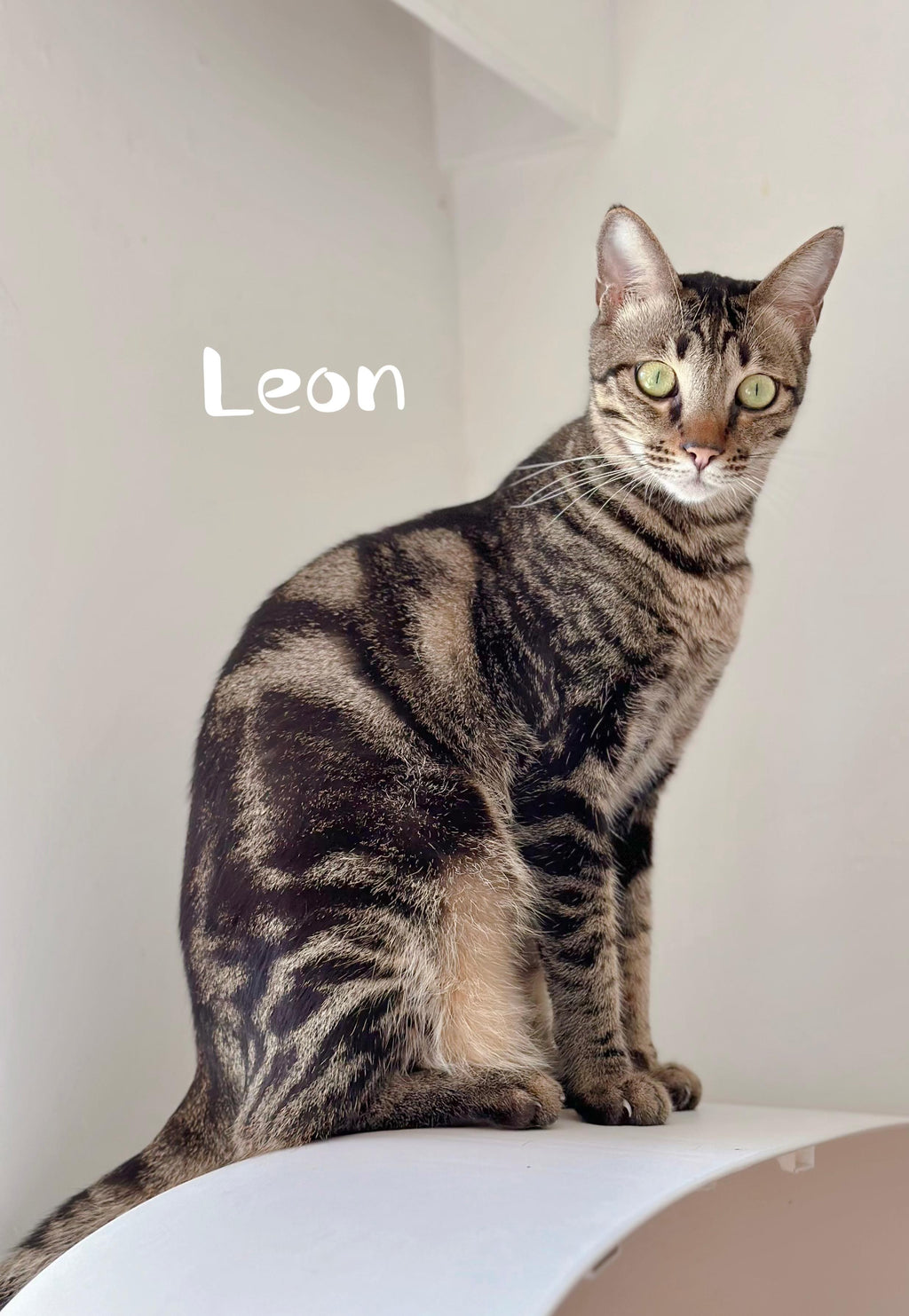 Leon