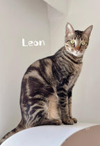 Leon