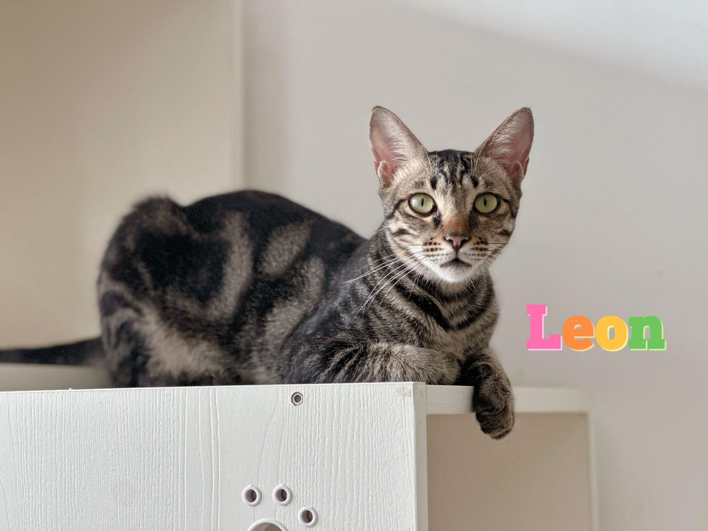 Leon