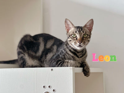 Leon
