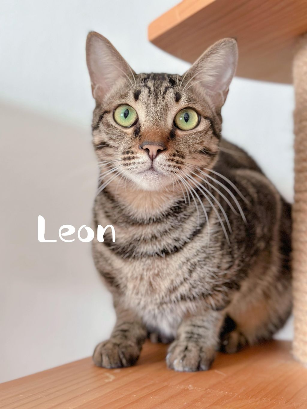 Leon